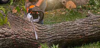 Best Tree Preservation Services  in Magnolia, AR