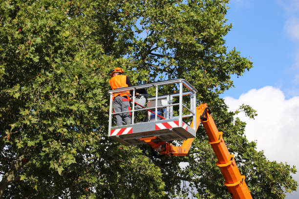 Why Choose Our Tree Removal Services in Magnolia, AR?